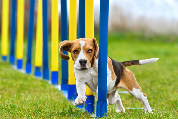 Condomínios com Áreas para Animais de Estimação: Conforto e Segurança para Pets