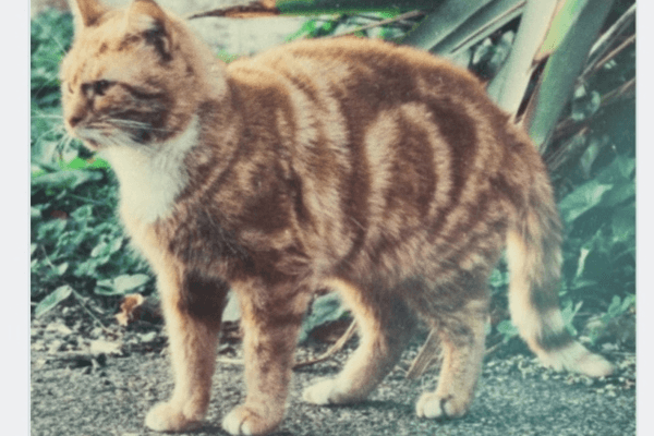 Como Espantar o Gato do Vizinho do Meu Quintal